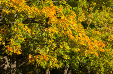 Autumn yellow trees in the Catherine Park, Pushkin (Tsarskoe Selo), Russia.