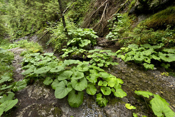Fototapeta premium Creek in the Wilderness of Slovakia Mountains Low Tatras