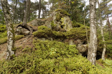 Autumn Forest in Bohemian Paradise, Czech Republic