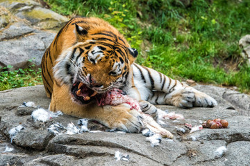 Fototapeta na wymiar Siberian tiger while eating and looking at you