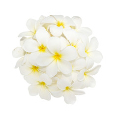 White plumeria flower decorated on white background