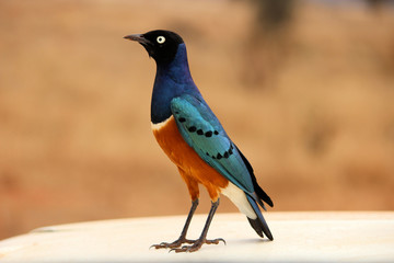 Bunter Vogel in Kenia