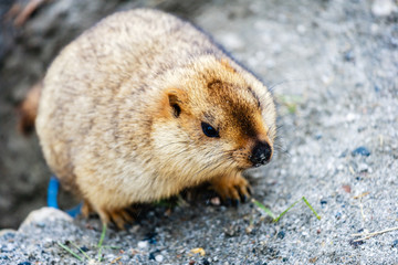 Marmot