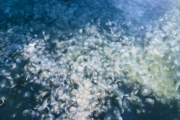 Large accumulation of jellyfish Aurelia in polluted water.