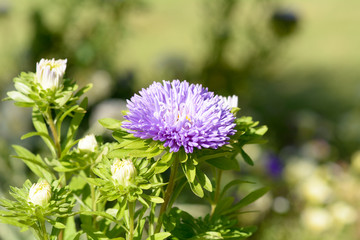 Purple, white and yellow Aster (asteraceae) flowers