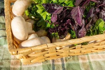 Raw mushrooms in a basket on the  tablecloth bunch parsley and basil