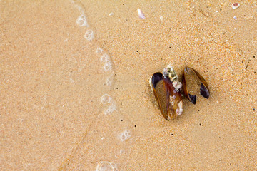 Shell mussel on beach and sea wave