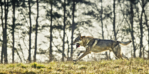 Naklejka premium Wolfdog on the meadow