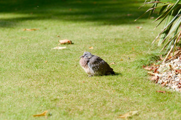 Young pigeon (Columbidae) perched on grass in park