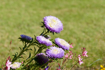 Purple, white and yellow Aster (asteraceae) flowers