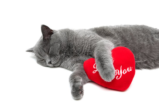 Sleeping Cat And Red Pillow On A White Background