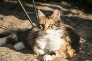 Colored cat lying on stone garden floor in sunlight