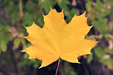 leaf