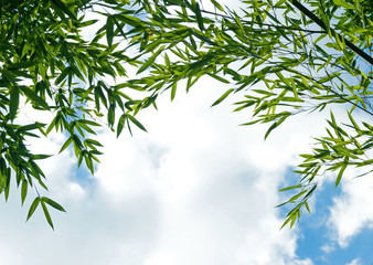 The branches of bamboo against  sky insunlight