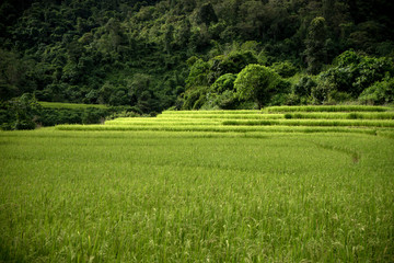 Fototapeta na wymiar Rice farm in Kengtung
