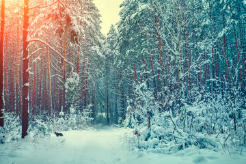 Winter forest covered with snow - obrazy, fototapety, plakaty