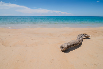 Log on beach  in sunny day