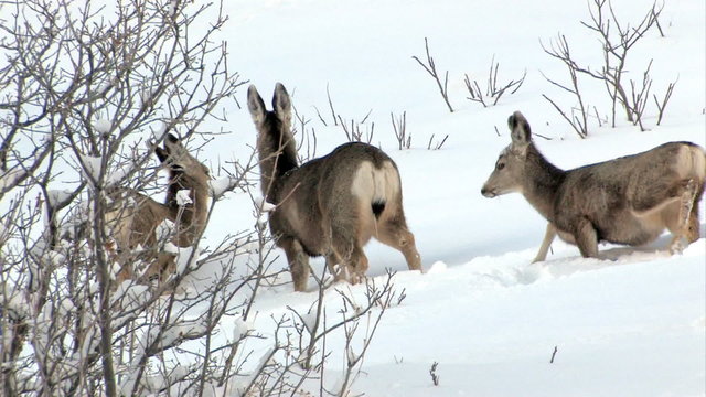 Deer mule three in snow on hillside HD