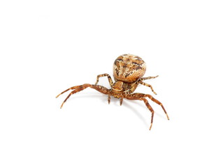 Crab spider - Xysticus cristatus on white background