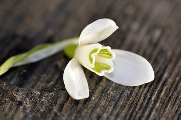 Fototapeta na wymiar Snowdrop flower Galanthus nivalis on a table