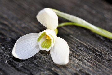 Snowdrop flower Galanthus nivalis on a table