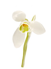 Snowdrop flower Galanthus nivalis on white background