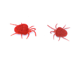 Red velvet mites isolated on white background