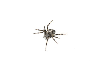 The European gardenspider Araneus Diadematus on white background