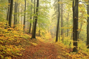Obraz premium Autumn beech forest in misty weather