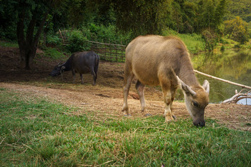 Asia buffalo