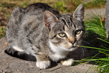 cute tabby cat portrait
