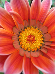 Gazania Orange Pink
