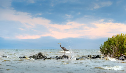 Great Blue Heron standing on jetty with water splashing