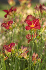 Fototapeta premium Day lilies on flowerbed