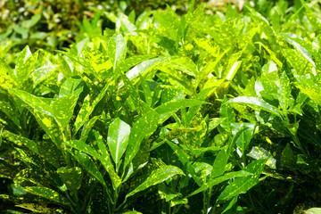 yellow and green croton