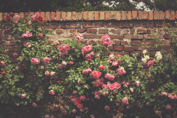 roses on wall