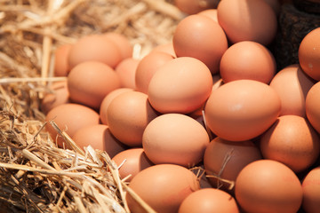 Fresh chicken eggs on straw
