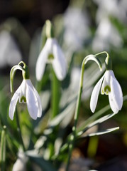 Snowdrop flower Galanthus nivalis in early spring