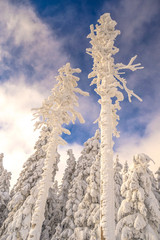 Frosted trees during sunset with blue sky