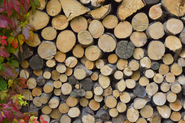 background surface still life of stacked fire place wood branches with autumn fall leaves