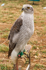 Azor. Accipiter gentilis. Cetrería.
