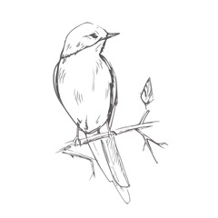 Bird pencil grey sketch vector illustration