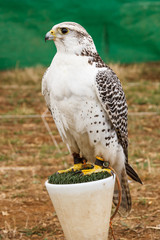 Halcón Gerifalte Blanco. Falco rusticulus. Cetrería.
