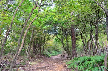 京都一周トレイル　西山コース　松尾山　