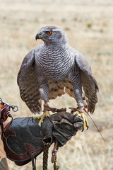 Azor sobre guante de cetrero. Accipiter gentilis. Cetrería.

