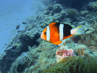 Fototapeta na wymiar Fish-clown, Island Bali