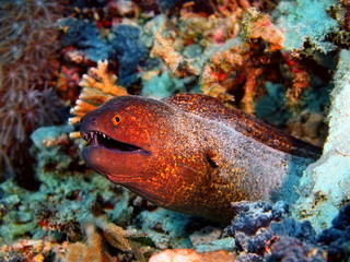 Moray eel, Island Bali