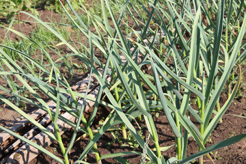The garlic growing in a garden in the summer