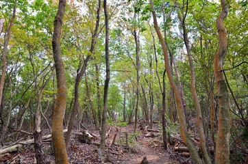 京都一周トレイル　西山コース　松尾山　