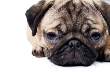 Breed dog pug lying on white background